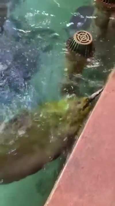 Slippery Wunk Wishes Every Day Was Mackerel Day