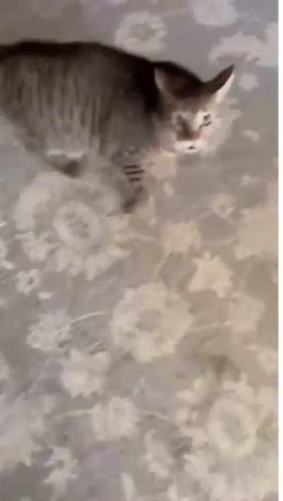 coming home after petting another cat