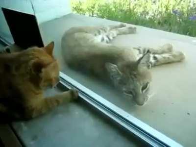 Lynx which fell asleep on a porch is woken up by its tiny counterpart