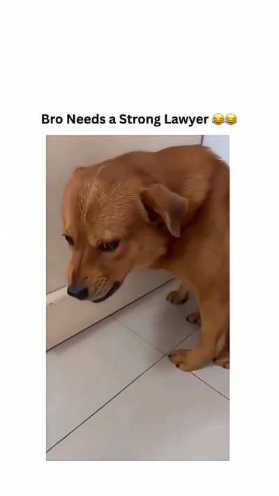 Blursed pranking dog