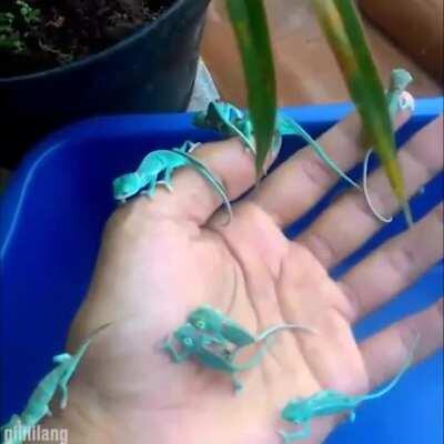 Handful of Baby Chameleons