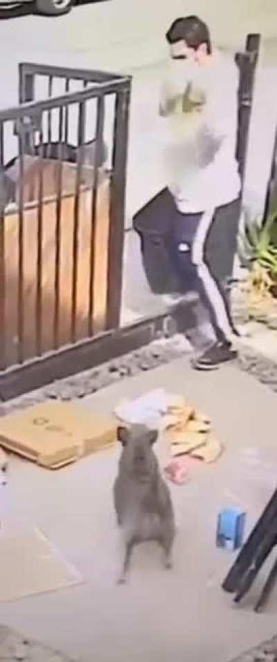 There goes the pizza