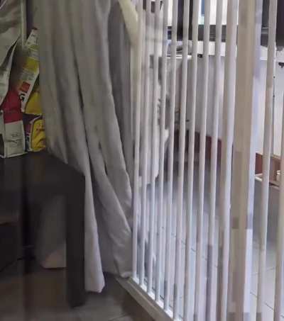When your cat figures out how to use the drapes to escape
