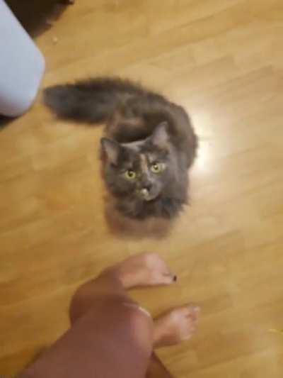 She mrrruuppp! (My tortoiseshell nebe, Bruce)