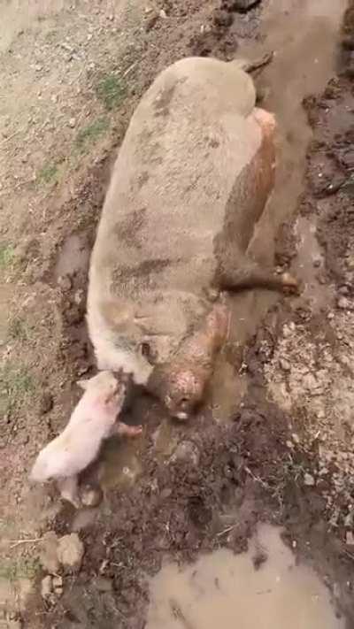 This little swine is feelin' fine