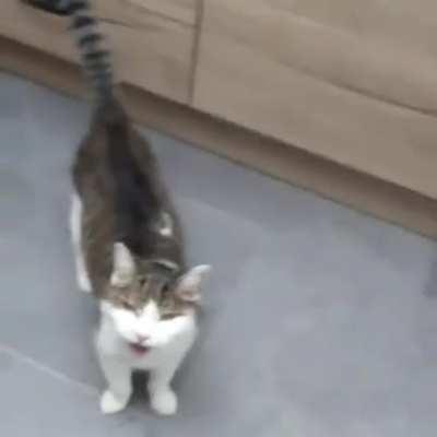 Spent a week with this grump and collected some top yells. (Sorry for the poor quality, hopefully the sound makes up for it!)