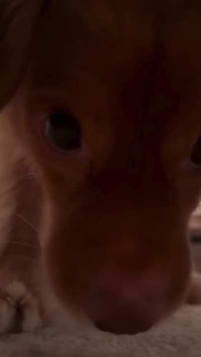 POV: When He Wants To Chill With You❤️