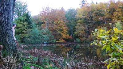 And the leaves that are green turn to brown  🎶