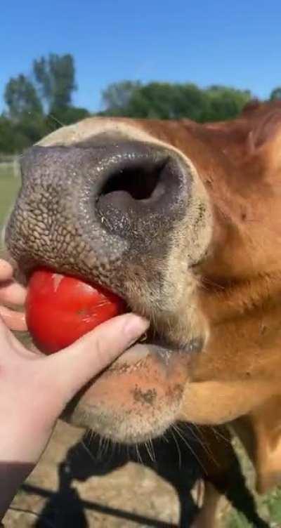 Gus also really enjoys homegrown tomatoes