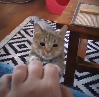 The Way This Cat Dodges the Table with its Ear