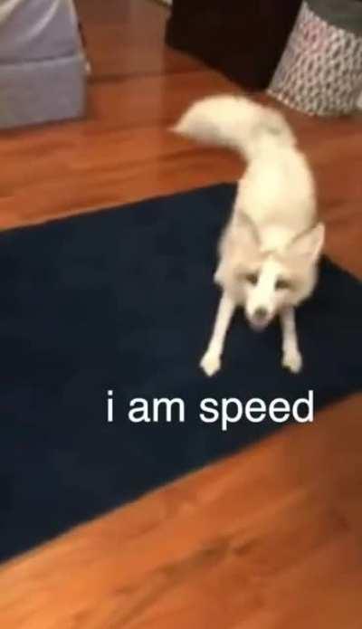 Very fast zoomies