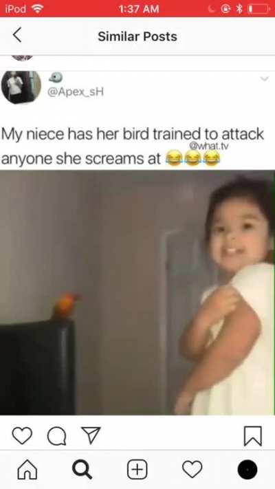 Bird attack