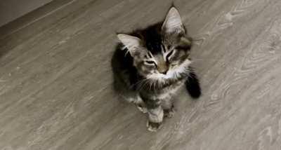 Mr. Pickles is working on his yell and looks forward to being a productive member of this community.