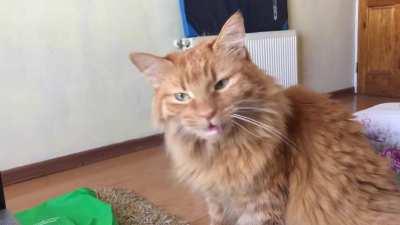 Talkative lady demands her dinner