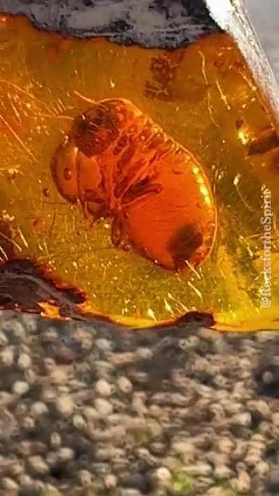 🔥 Extremely Rare 22 Million Year Old Enhydro Methane Termite with its last meal preserved in Amber 🔥