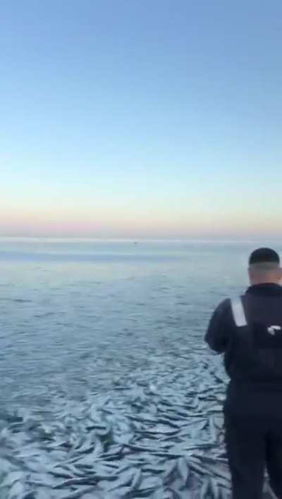 Millions of herring fish threw themselves on whole 2 km of the beach in Sakhalin, Russia. 11-May-21. Cthulhu woke up?