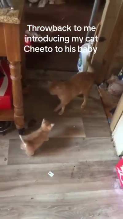 Life comes at you fast when you’re a Wunk