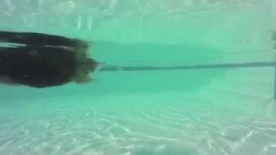 There are two types of Corgi swimmers