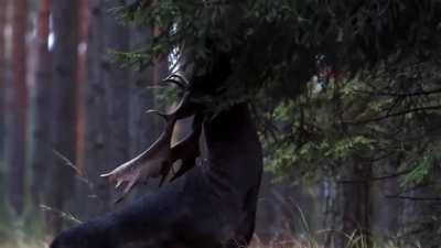 An incredibly rare black deer spotted in the forest of the Barycz Valley, Poland. Most estimates guess that only about 1 in every 500,000 deer is melanistic.