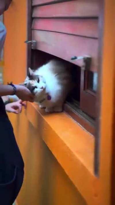 Aprovechando el Martes de Michis, les comento que hace unos días abrió Gatogasinos, el primer Cat-Café de Rosario 😽