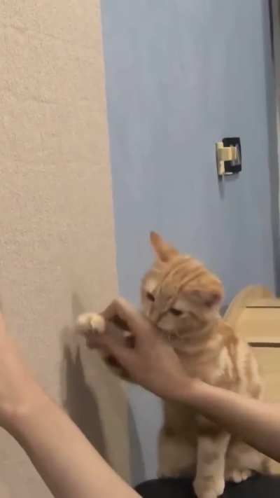 Young orange learns new trick very quick