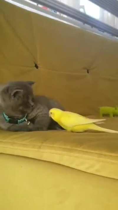 to pretend to be brave