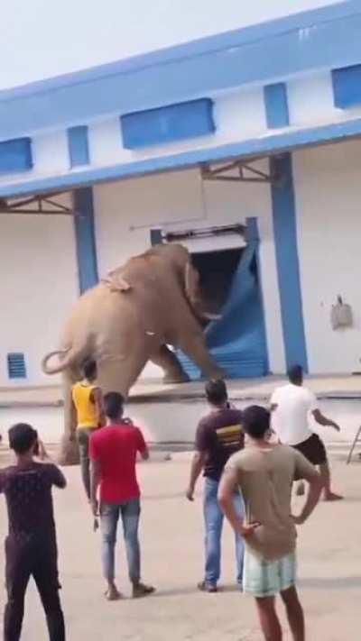 The Elephant knows that if there is no food in forest, it has to come to Food Corporation Of India godown to get food