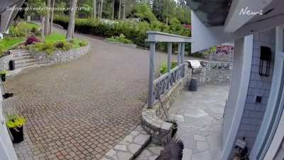 Mum saves goose from eagle.