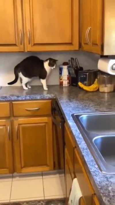 This banana messed with the wrong cat