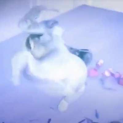 Comrades we must come together and spam the #RamseyReacts with this