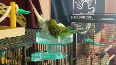 Got a new bolt-on bath and the pasta birbs (spaghetti & meatball) love it :’)