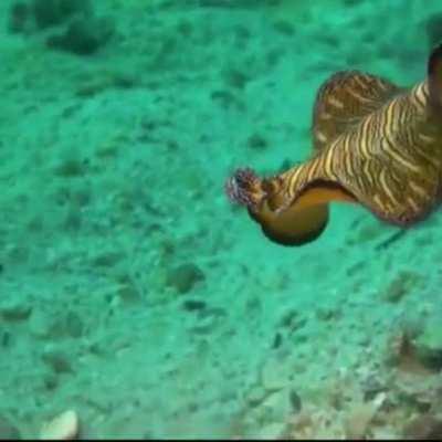 WEEEK 18 OF FLAT WORM FRIDAY