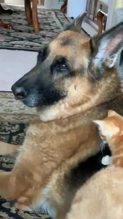 get a kitten they said