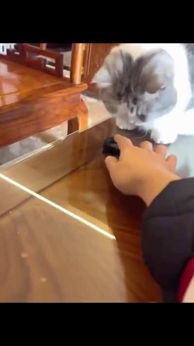 This cat's hunting instinct