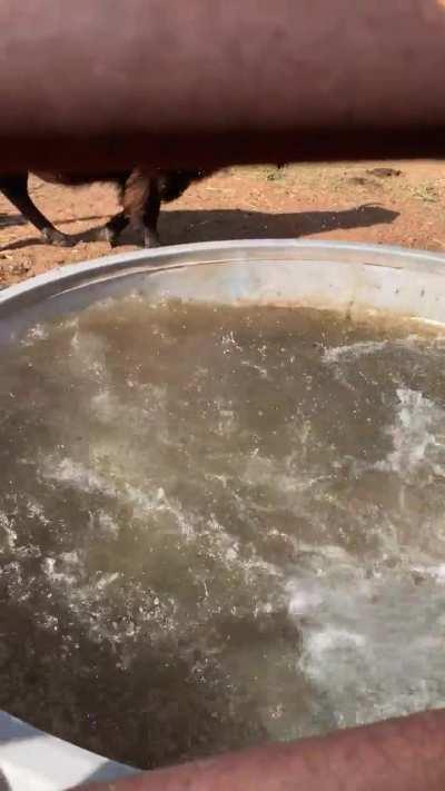 Nice calm afternoon around the watering hole then BAM 💥 