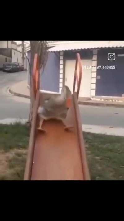 Pato escorregando no escorregador 