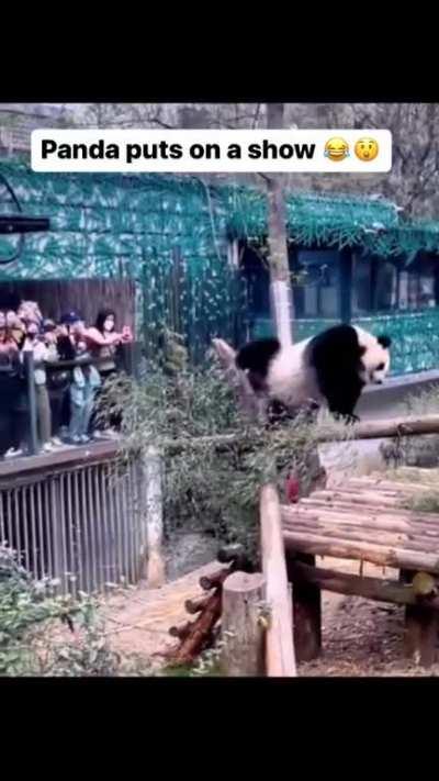 Panda puts on a show