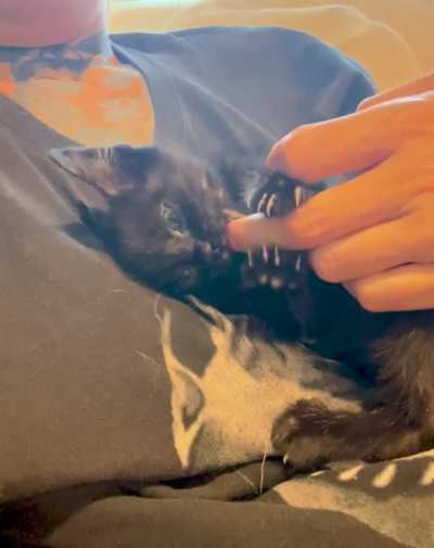 Merry the foster kitten