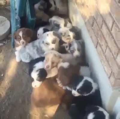 “Oh!!! Hey!!! The hooman is here!!”