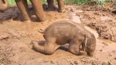 Baby elephants are pretty cute