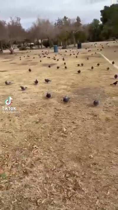 Just trying to have a picnic...