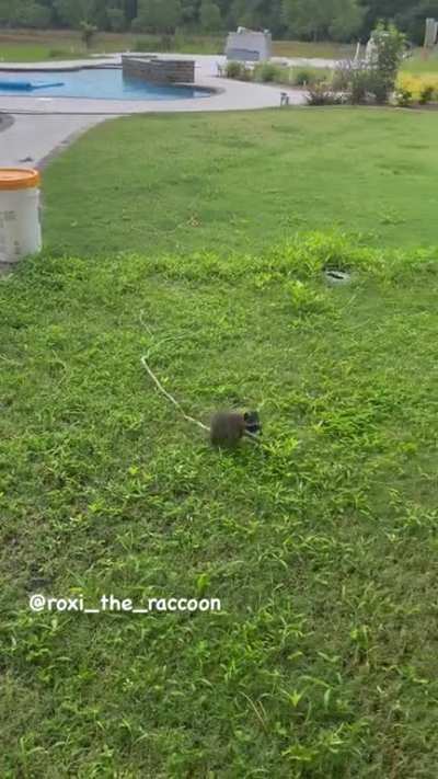 Bow down world! All hail the goddess, Roxi