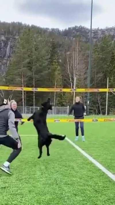 This dog is literally Air Bud in real life