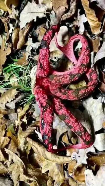 Octopus stinkhorn or devil's fingers mushroom erupting