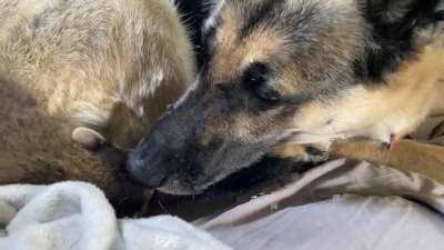 Since Migi was a hit yesterday, I thought I’d post a vid of him playing with his BF, Heidi.