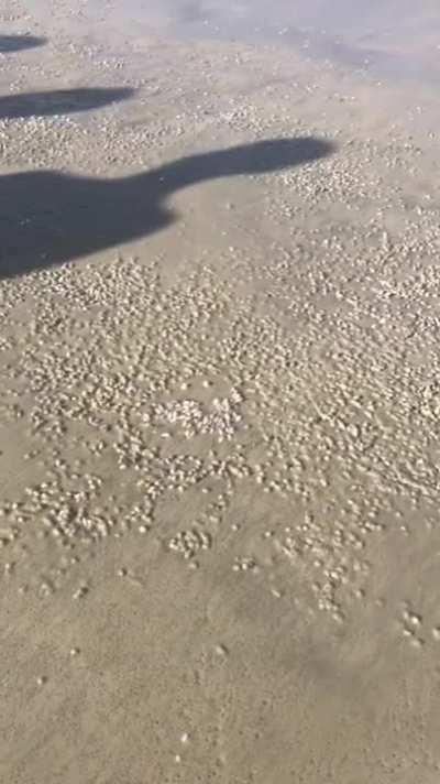 Mole Crabs emerging from their underground burrows in the sand