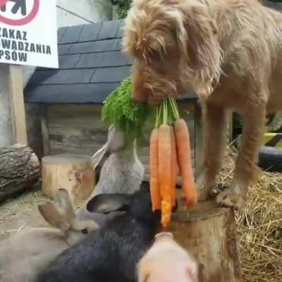 Dog Tries to Feed a Bunny: Hilarious Encounter!