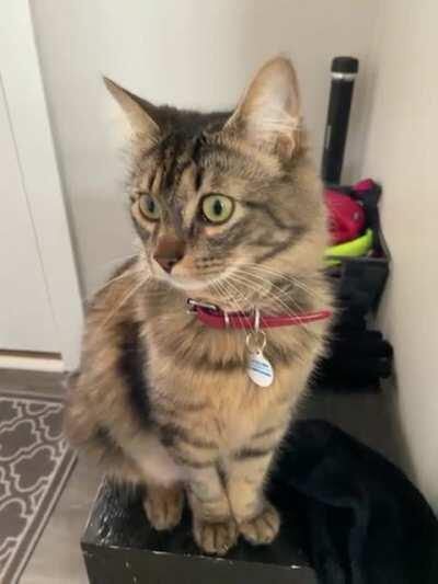 Cosmo was sitting here, trilling and such, so I had to ask him what was up.