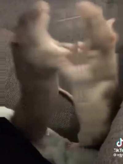 reminding everyone of this amazing video (tt:@aden_g)