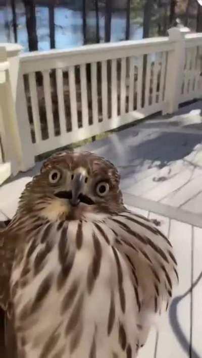 hawk absolutely flabbergasted (sauce in comments)